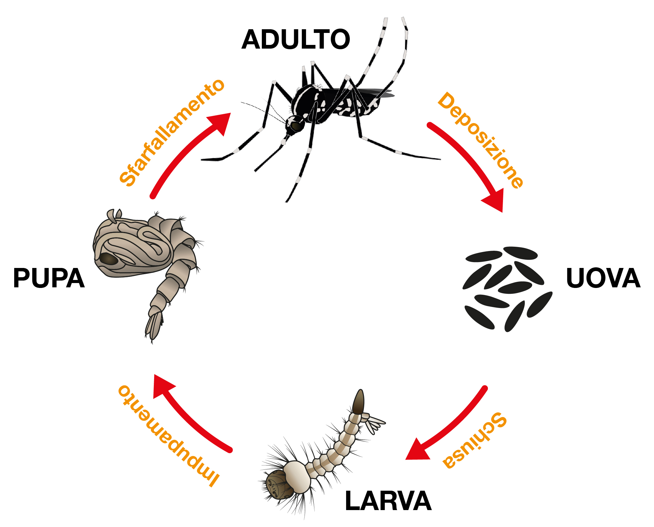 Ciclo vitale
